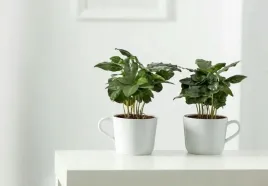 coffea-arabica-kawa-arabika-24-cm-p12