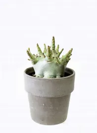 adenium-mini-baobab-roza-pustyni-p12