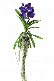 storczyk-orchidea-vanda-fioletowy-rosnie-bez-podloza
