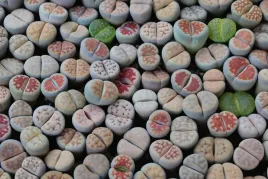 lithops-zywe-kamienie-zestaw-5-szt-p5
