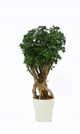 polyscias-fruticosa-parsley-bonsai-p12