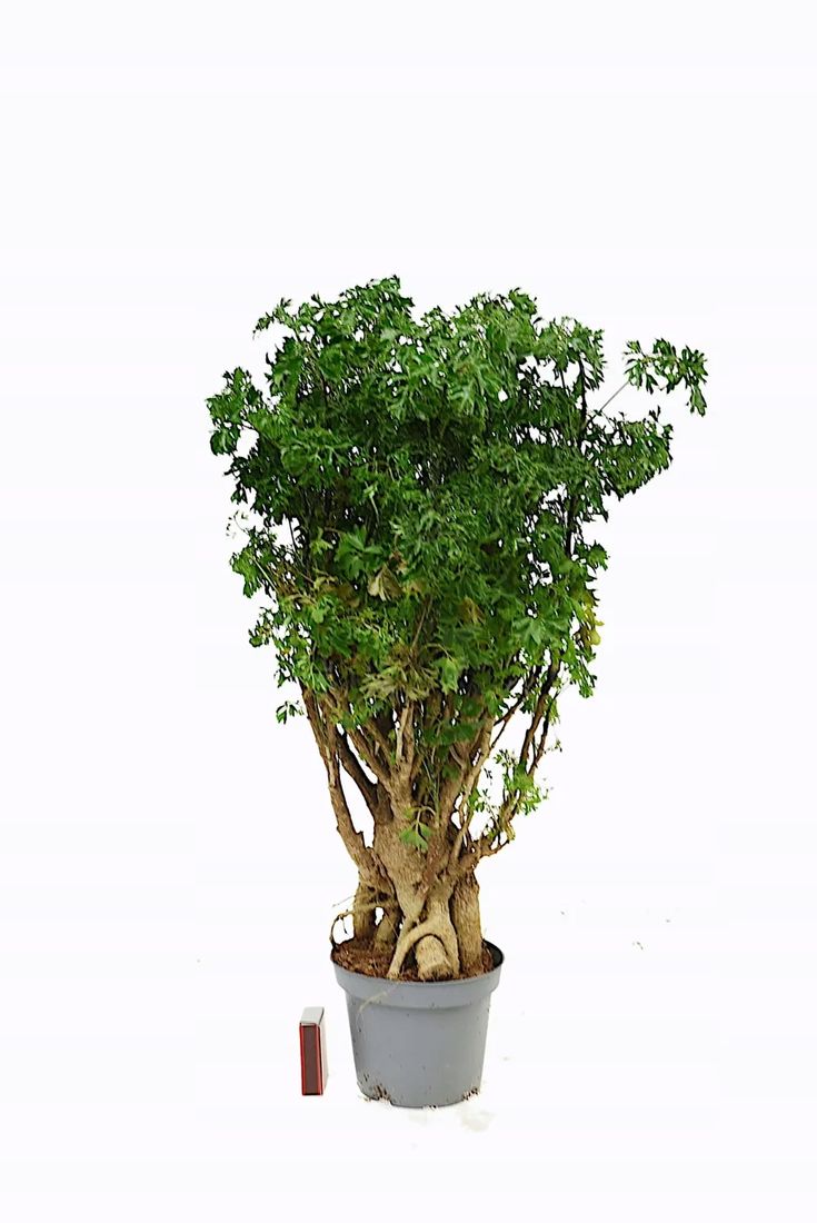 olive bonsai trees for sale European Olive Bonsai main image 0