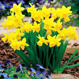 narcyz-botaniczny-tete-a-tete-50szt-narcyz-wysylaka-cebula-kwiatowa-zdrowa