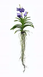storczyk-orchidea-vanda-coerulea-fioletowy-bez-podloza