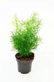 asparagus-sprengeri-szparag-gestokwiatowy-p12