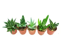 aloes-zestaw-5-szt-mix-nr-5-doniczka-p5