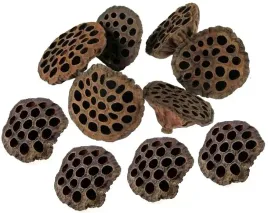 lotos-naturalny-6-8-cm-10-sztuk-kwiaty-lotosu-susz-egzotyczny-lotus-stroik