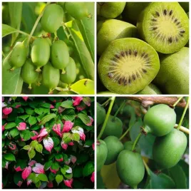 aktinidia-pakiet-n5-obuplciowe-dr-szymanowski-issai-kokuwa-2l