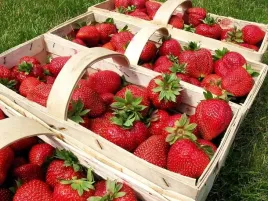 truskawka-korona-owocuje-po-6-tygodniach-wczesna-slodka-caloroczna-10-szt