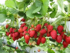 truskawka-wiszaca-caloroczna-ostara-holenderska-powtarzajaca-10-sztuk-sadz