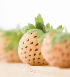tropikalna-biala-truskawka-ananasowa-pineberry-10-sztuk-sadzonek