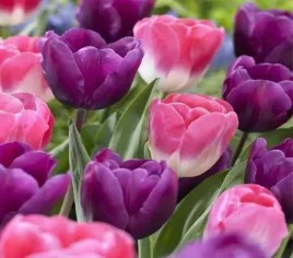 tulipan-kolory-fioletu-roz-mix-cebulki-10-szt-cebule-kwiatowe