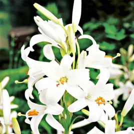 lilium-candidum-lilia-sw-antoniego-jozefa-1szt-cebule-kwiatowe-lilia-biala