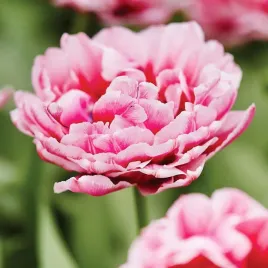 tulipan-pelny-dazzling-desire-5-szt-bialo-rozowy-zestaw-5-sztuk-cebule