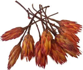 protea-czerwona-lakierowana-10-sztuk-10-12-cm-susz-egzotyczny-kwiat-swieta