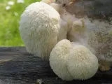 soplowka-jezowata-susz-100g-marka-inna