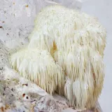 soplowka-jezowata-susz-100g-rodzaj-szkla-inne