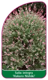 etykiety-szkolkarskie-do-oznaczania-roslin-salix-integra-hakuro-nishiki