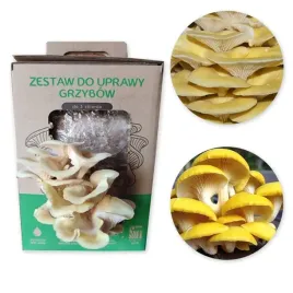 exotic-grow-grzybnia-boczniak-cytrynowy-zestaw-do-domowej-uprawy-grzybow-6l