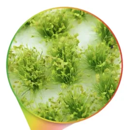 shrubs-tufts-6mm-self-adhesive-light-green-jasnozielone-kepki-roslin