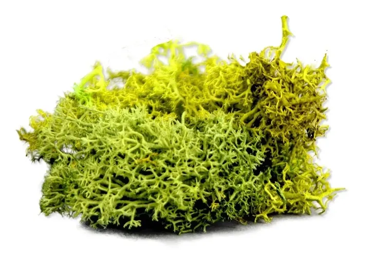 army-painter-basing-summer-undergrowth-2019-marka-army-painter