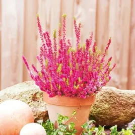 wrzos-pelny-miododajny-dark-beauty-mocna-czerwien-ladne-sadzonki-przepiekny