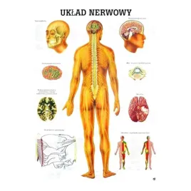 anatomia-tablica-nielaminowana-uklad-nerwowy-polski