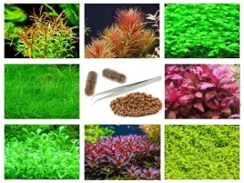 mix-zestaw-latwych-roslin-do-akwarium-kulki-kapsulki-peseta-4-plany