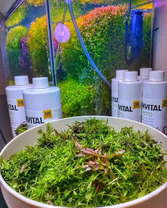 invital-carbon-500ml