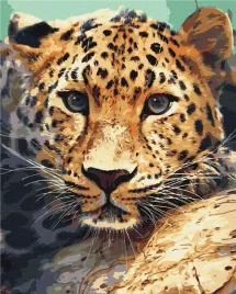 malowanie-po-numerach-paint-it-gepard-40x50-cm