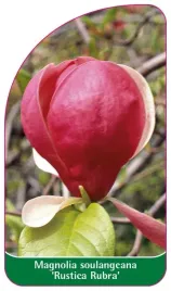 etykiety-do-oznaczania-roslin-magnolia-soulangeana-rustica-rubra