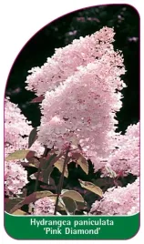 etykiety-do-znaczenia-roslin-hortensja-hydrangea-paniculata-pink-diamond