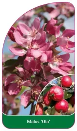 etykiety-do-oznaczania-roslin-szkolkarskie-jablon-malus-ola