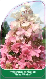 etykiety-do-oznaczania-roslin-hortensja-hydrangea-paniculata-pinky-winky