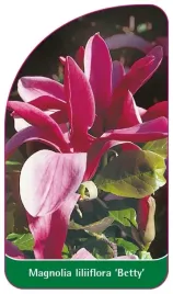 etykiety-do-oznaczania-roslin-szkolkarskie-magnolia-liliiflora-betty