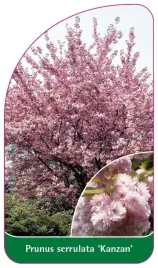 etykiety-do-oznaczania-roslin-szkolkarskie-prunus-serrulata-kanzan