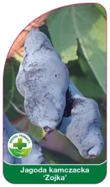 etykiety-do-oznaczania-roslin-szkolkarskie-jagoda-kamczacka-zojka
