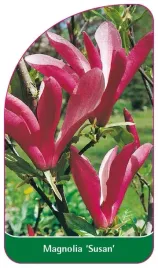 etykiety-do-oznaczania-roslin-szkolkarskie-magnolia-susan