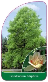 etykiety-do-oznaczania-roslin-tulipanowiec-liriodendron-tulipifera