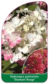 etykiety-do-oznaczania-roslin-szkolkarskie-hortensja-hydrangea-paniculata