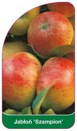 etykiety-do-oznaczania-roslin-szkolkarskie-jablon-szampion