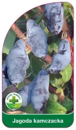 etykiety-do-oznaczania-roslin-szkolkarskie-jagoda-kamczacka