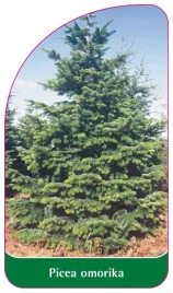 etykiety-do-oznaczania-roslin-szkolkarskie-do-swierk-serbski-picea-omorika