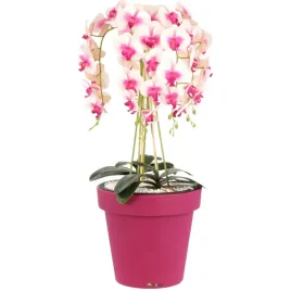 doniczka-fuksja-okragla-oslonka-klasyk-gladka-mat-o-35cm-tworzywo-sztuczne
