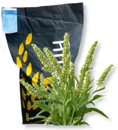 mieszaniec-sorgo-z-trawa-sudanska-nasiona-25kg-nutri-honey