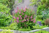 buddleja-butterfly-candy-little-pink-minaturowa