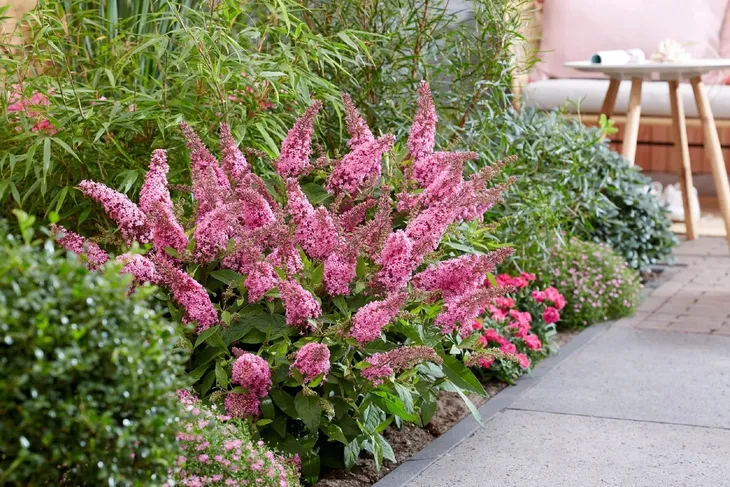 buddleja-butterfly-candy-little-pink-minaturowa-kod-producenta-buddleja-butterfly-candy-little-pink
