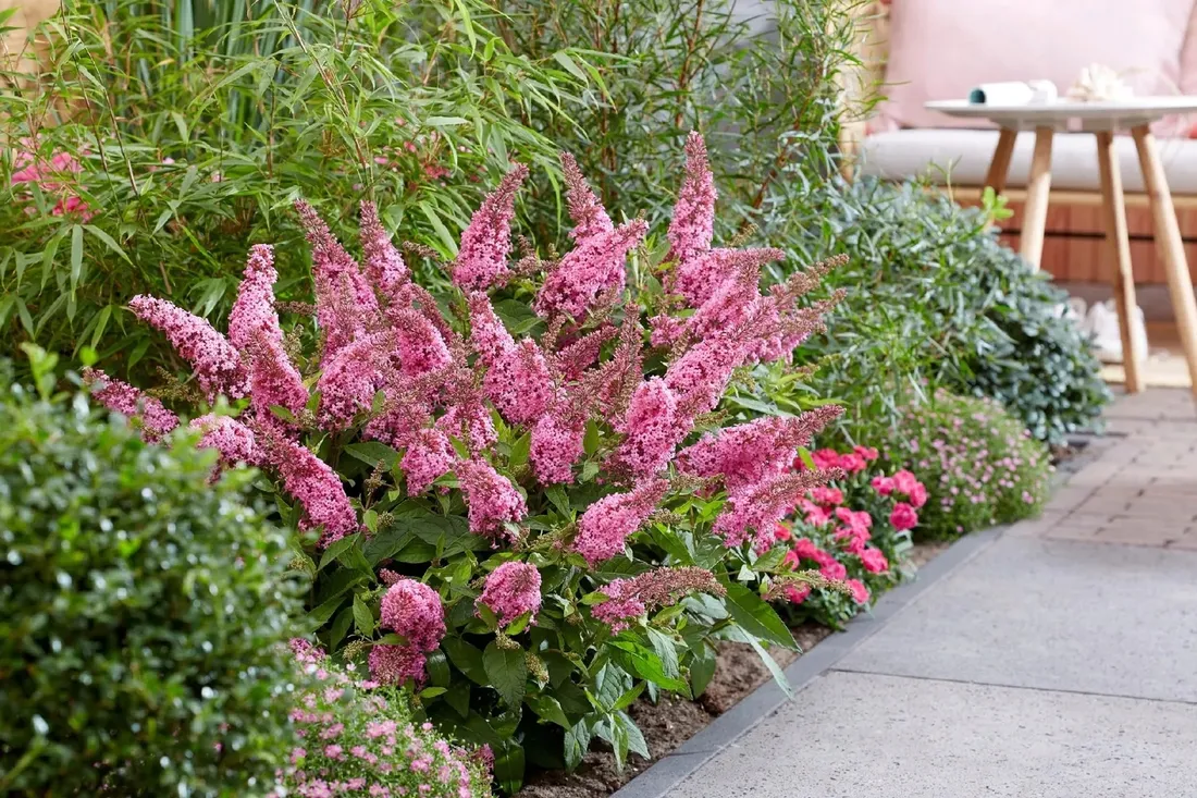 buddleja-butterfly-candy-little-pink-minaturowa