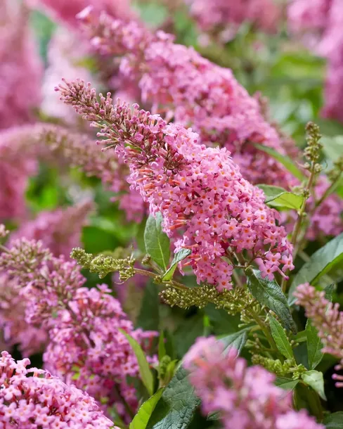 buddleja-butterfly-candy-little-pink-minaturowa-nazwa-lacinska-buddleja-davidii