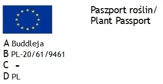 buddleja-butterfly-candy-little-pink-minaturowa-roslina-w-postaci-sadzonka-w-pojemniku-05-1l-nazwa-lacinska-buddleja-davidii